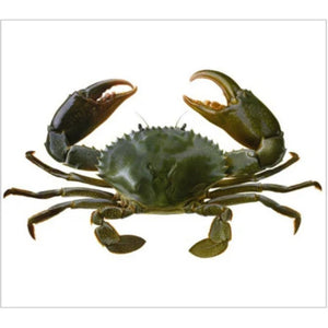 Crab Green Live (Mud) Fresh