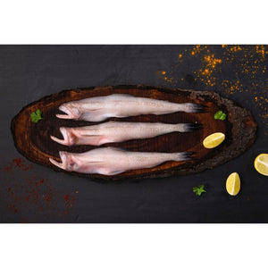 Fresh Bombay Duck Cambay Tiger