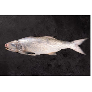 Fresh Indian Salmon_ Rawas Cambay Tiger
