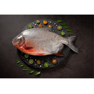 Fresh Roopchand - Whole Cambay Tiger
