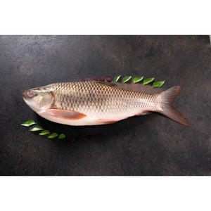 Freshb Rohu Cambay Tiger