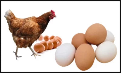 Fresh Poultry & Eggs