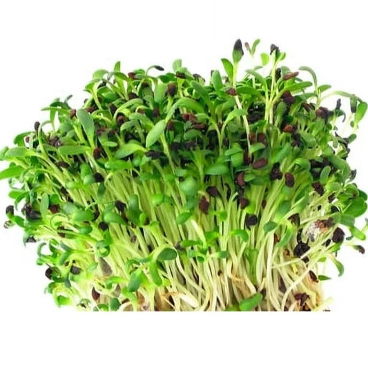 Fresh Alfa Alfa Sprout Imported 1 Kg