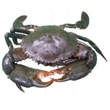 Crab (Mud)     5-6 pcs/ Kg   Fresh