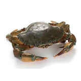 Crab (Mud) Black 801gm & Above   Fresh