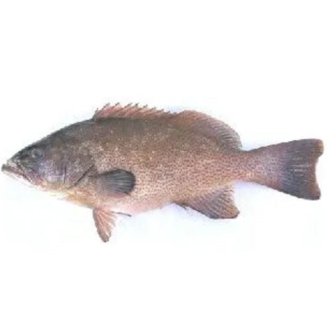 Fish Grouper  3kg To 5kg  Fresh