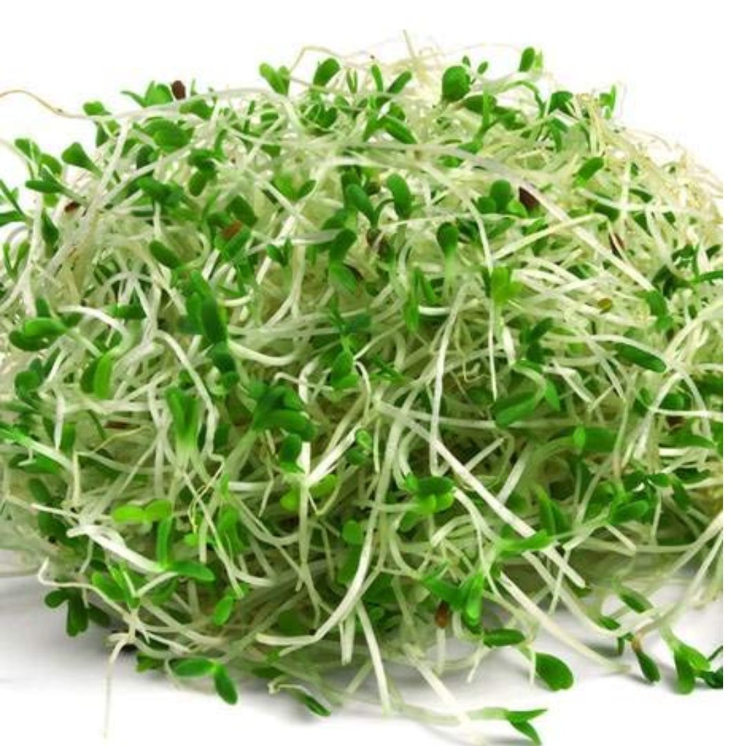 Fresh  Alfafa Sprouts 1kg