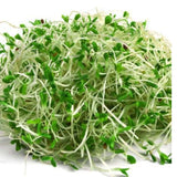 Fresh  Alfafa Sprouts 1kg