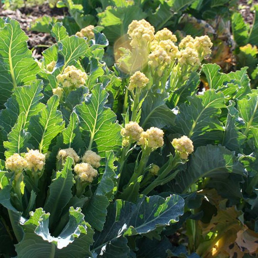 Fresh Broccoli 1kg