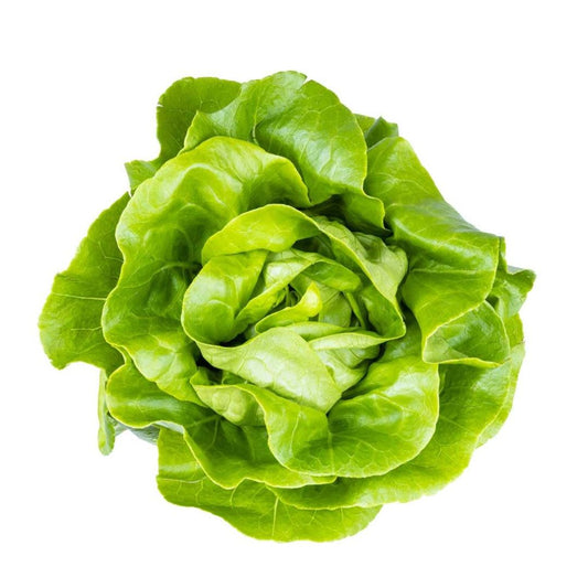 Fresh Butter Head Lettuce Kg