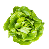 Fresh Butter Head Lettuce Kg