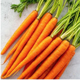 Fresh Carrot Long Kg