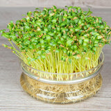 Fresh Fenugreek 1kg