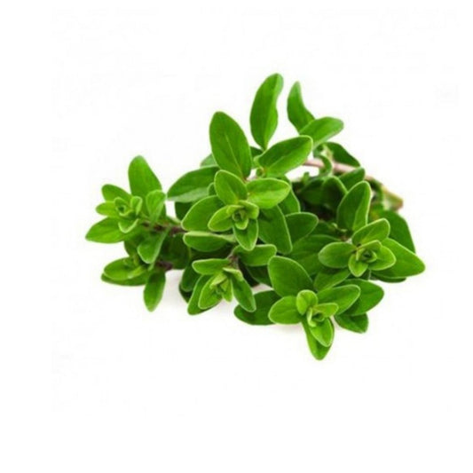 Fresh Herbs Oregano 1 Kg