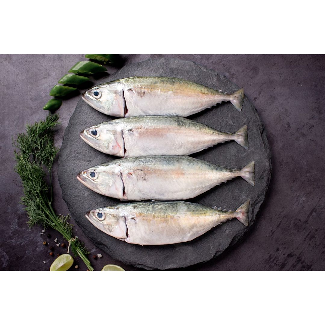 Fresh Indian Mackerel Whole Cleaned Cambay Tiger