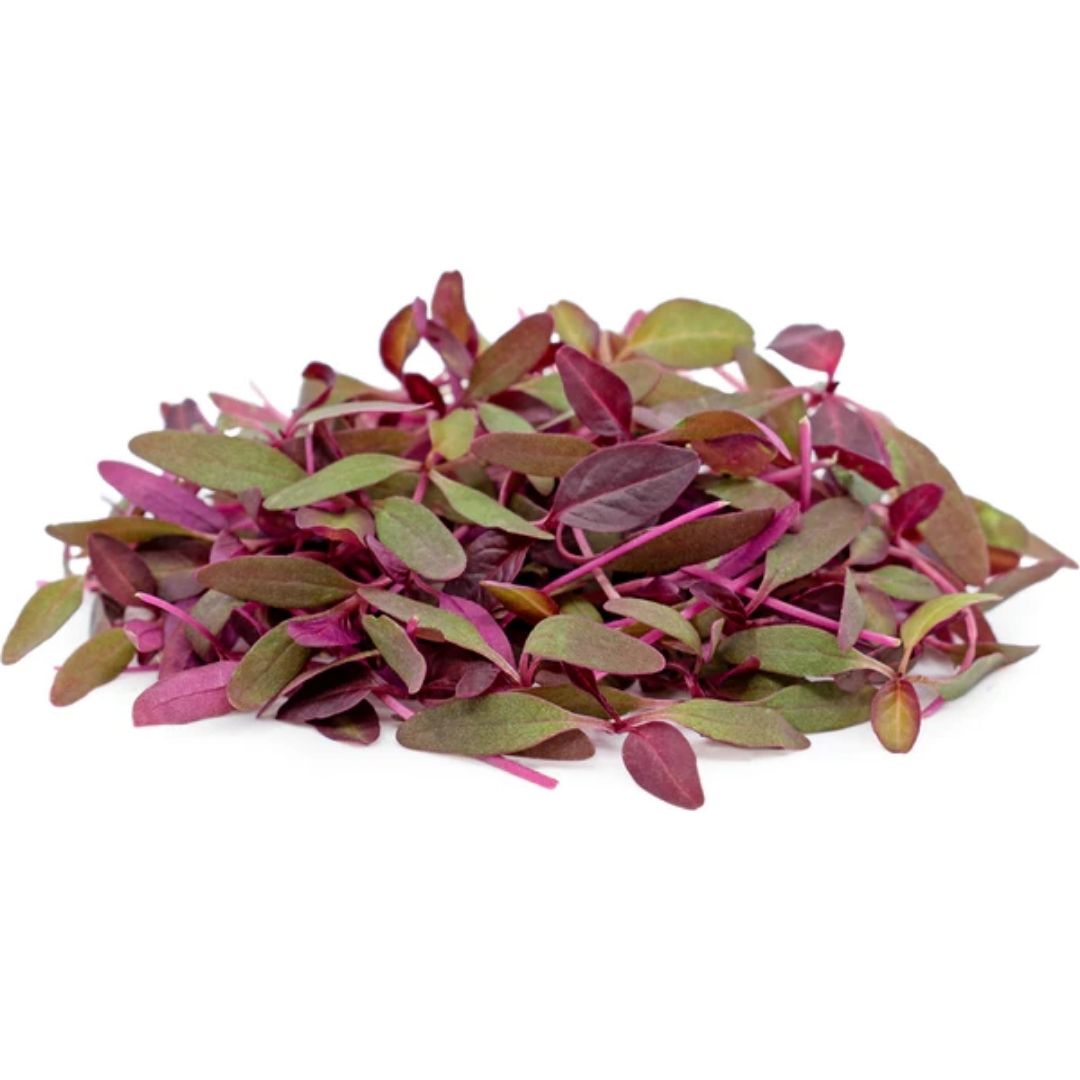 Fresh Microgreens Amaranthus 1 Kg