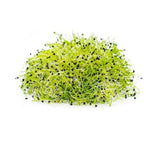 Fresh Microgreens Onion 1 Kg