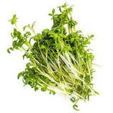 Fresh Microgreens Watercress 1 Kg