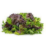 Fresh Mix Lettuce Kg