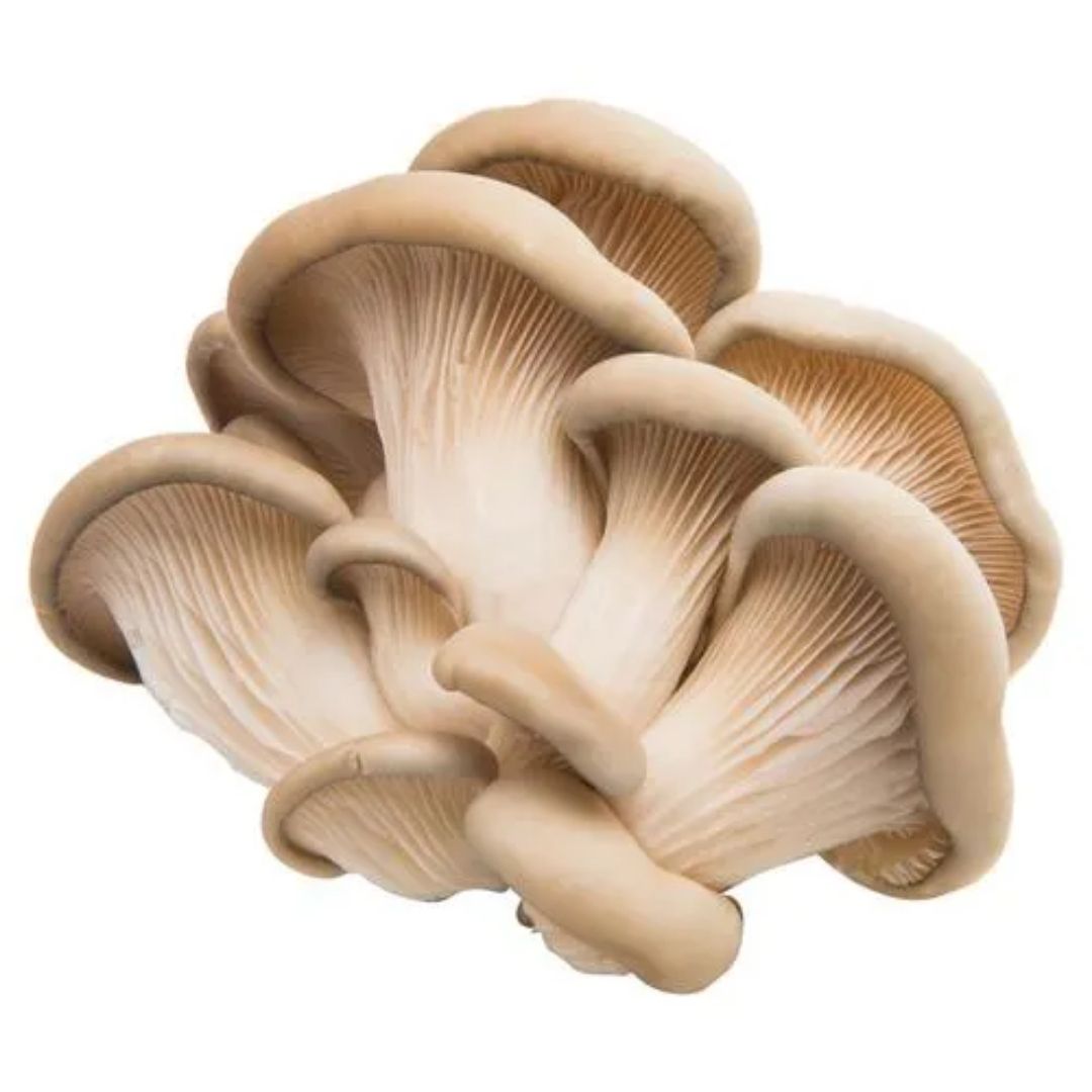 Fresh Mushroom Oyster Fresh Imported 1 Kg