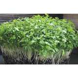 Fresh Parsley 1kg