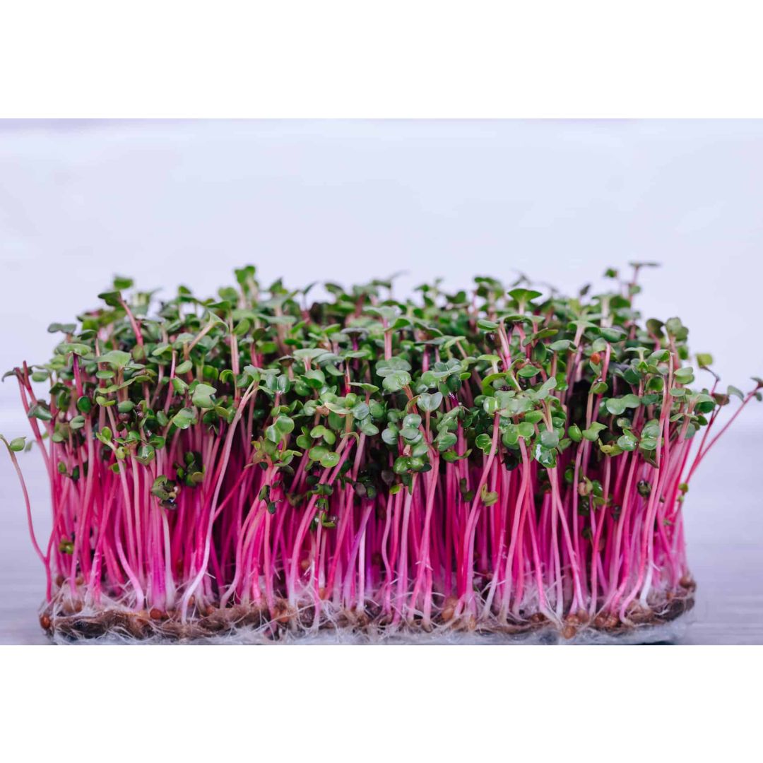 Fresh Rose Radish 1kg