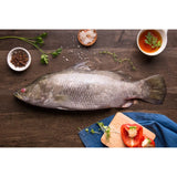 Fresh Sea Bass Cambay Tiger