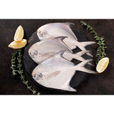 Fresh Silver Pomfret Large - Whole Cambay Tiger