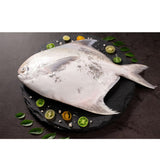 Fresh Silver Pomfret Super - Whole Cambay Tiger