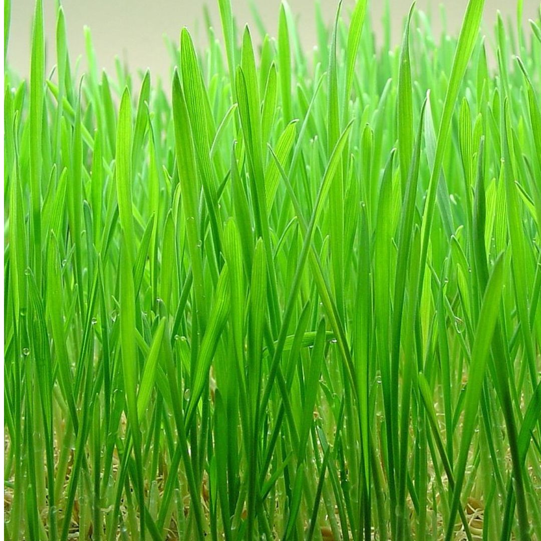 Fresh Wheatgrass 1kg