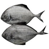 Pomfret Black (Halwa) Fish - 1pcs To 2 pcs  Fresh