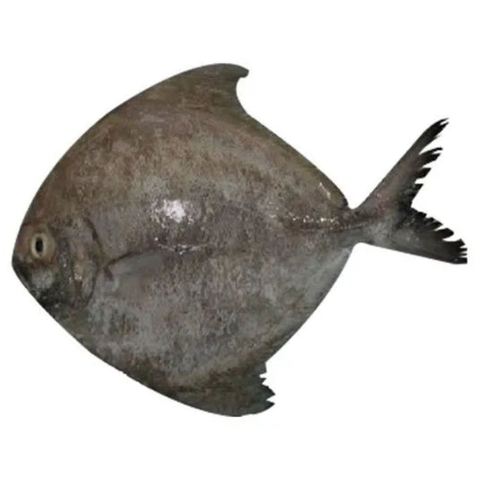 Pomfret Black (Halwa) Fish - 501gm - 700gm  Fresh