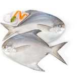 Pomfret Fish - 250gm - 300gm  Fresh