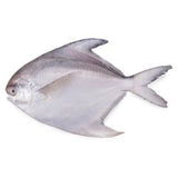 Pomfret Fish - 400gm - 500gm  Fresh
