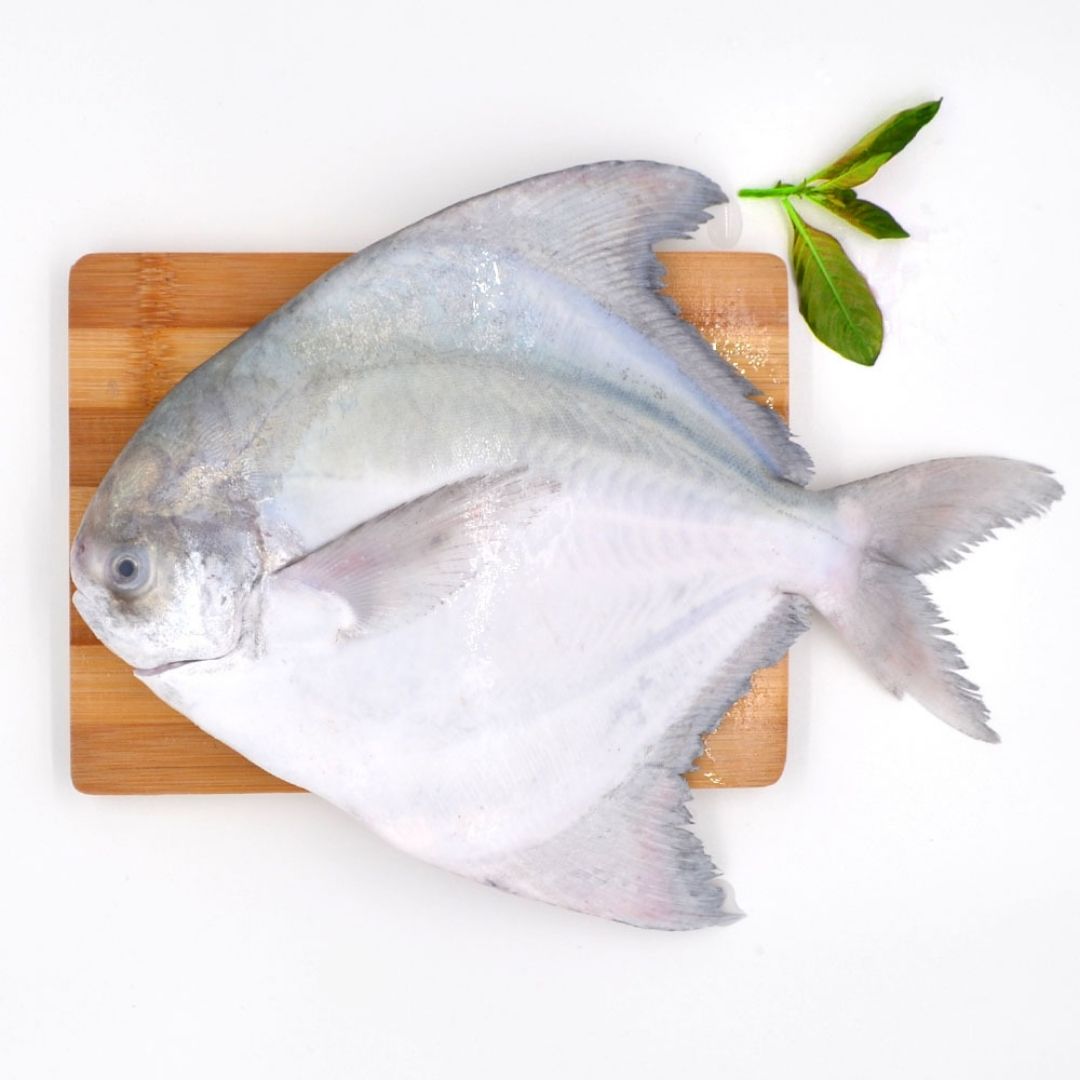 Pomfret Fish - 501gm - 700gm  Fresh
