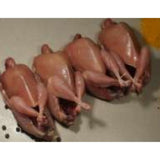 Quail Japanese (Jumbo Size)  Frozen - AK Foods & Beverages