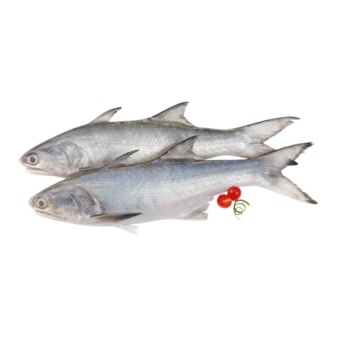 Rawas Whole(Indian Salmon) 1-1.5 Kgs  Fresh