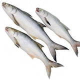 Rawas Whole(Indian Salmon) 4 - 5 Kgs   Fresh