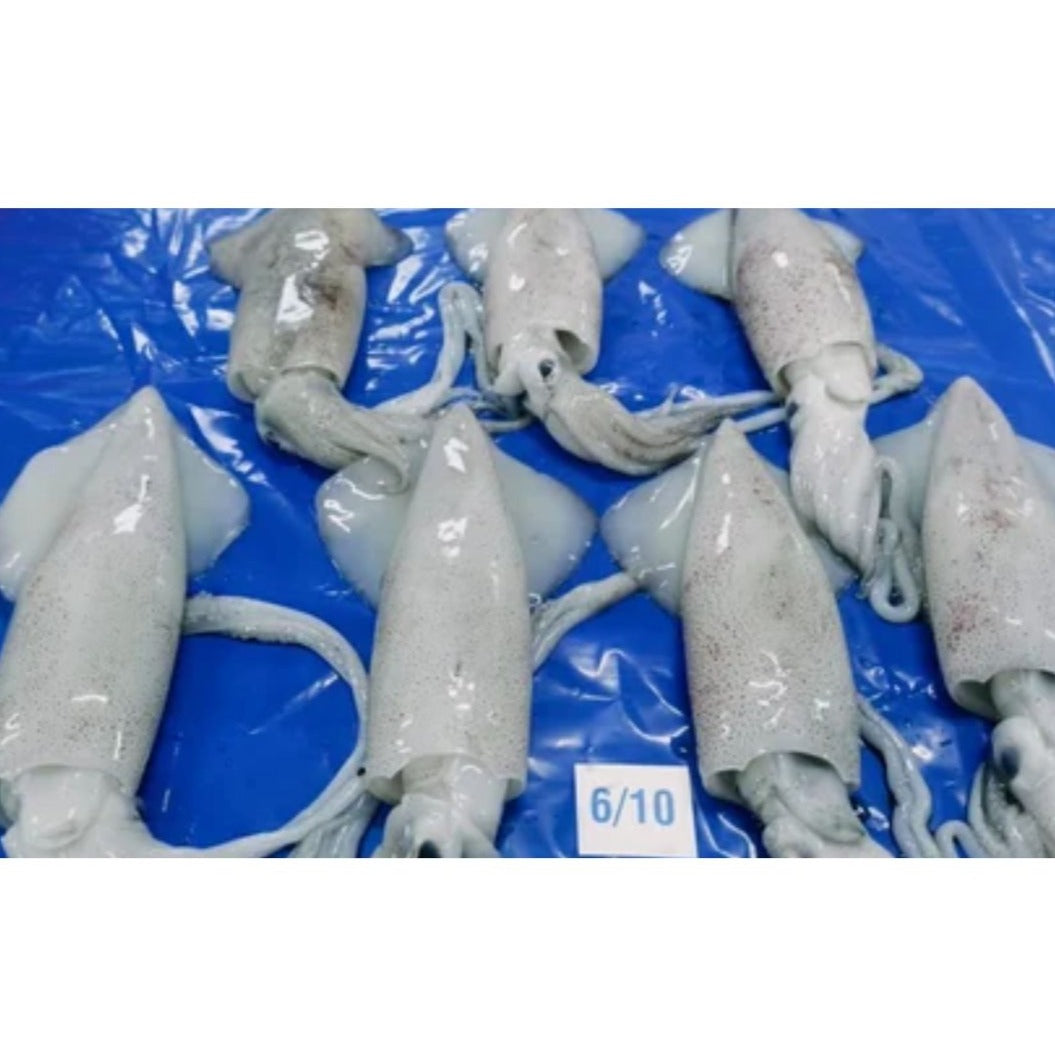 Squid Whole 6-10 (Under 10) Frozen (20% Glazed)  1 KG