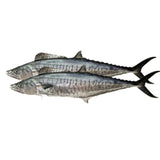 Surmai (King Mackerel) Whole   Fresh